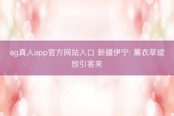 ag真人app官方网站入口 新疆伊宁: 薰衣草绽放引客来